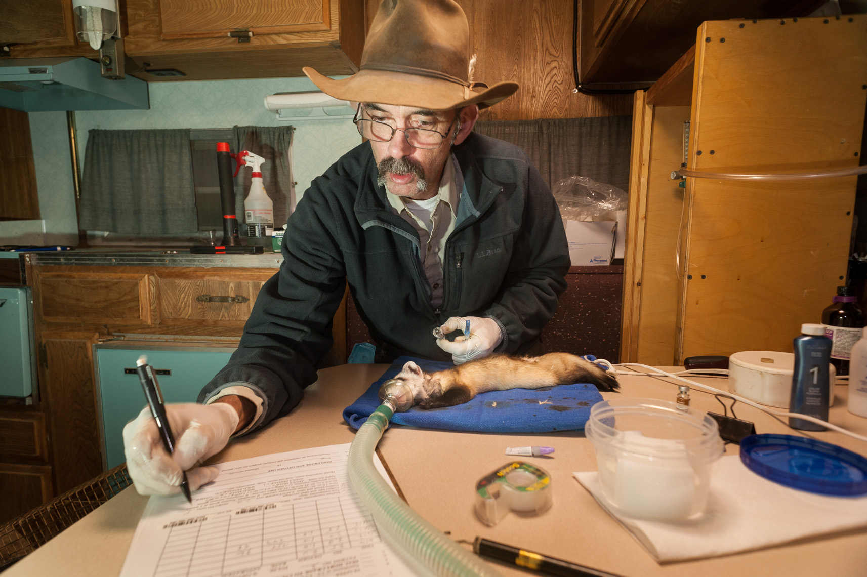 Montana Photojournalist Thomas Lee - Ferrets 10