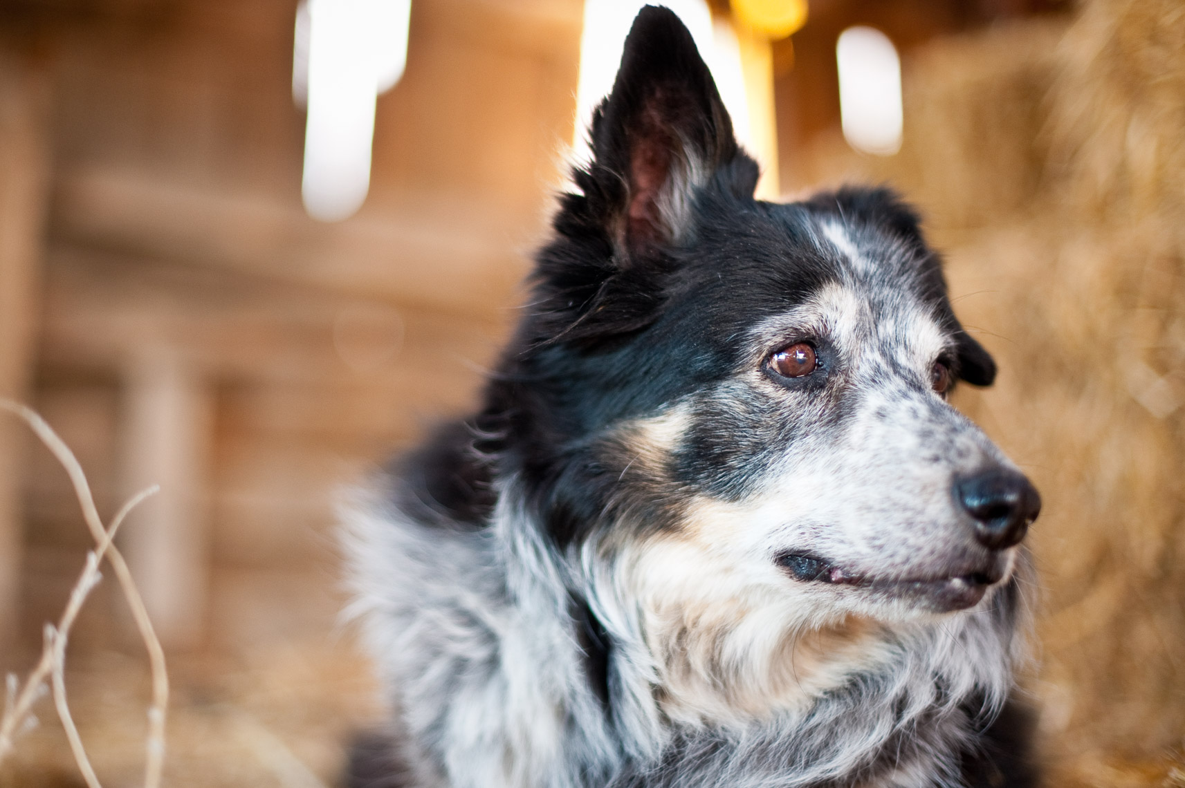 Montana Photographer Photojournalism Dog Saves24