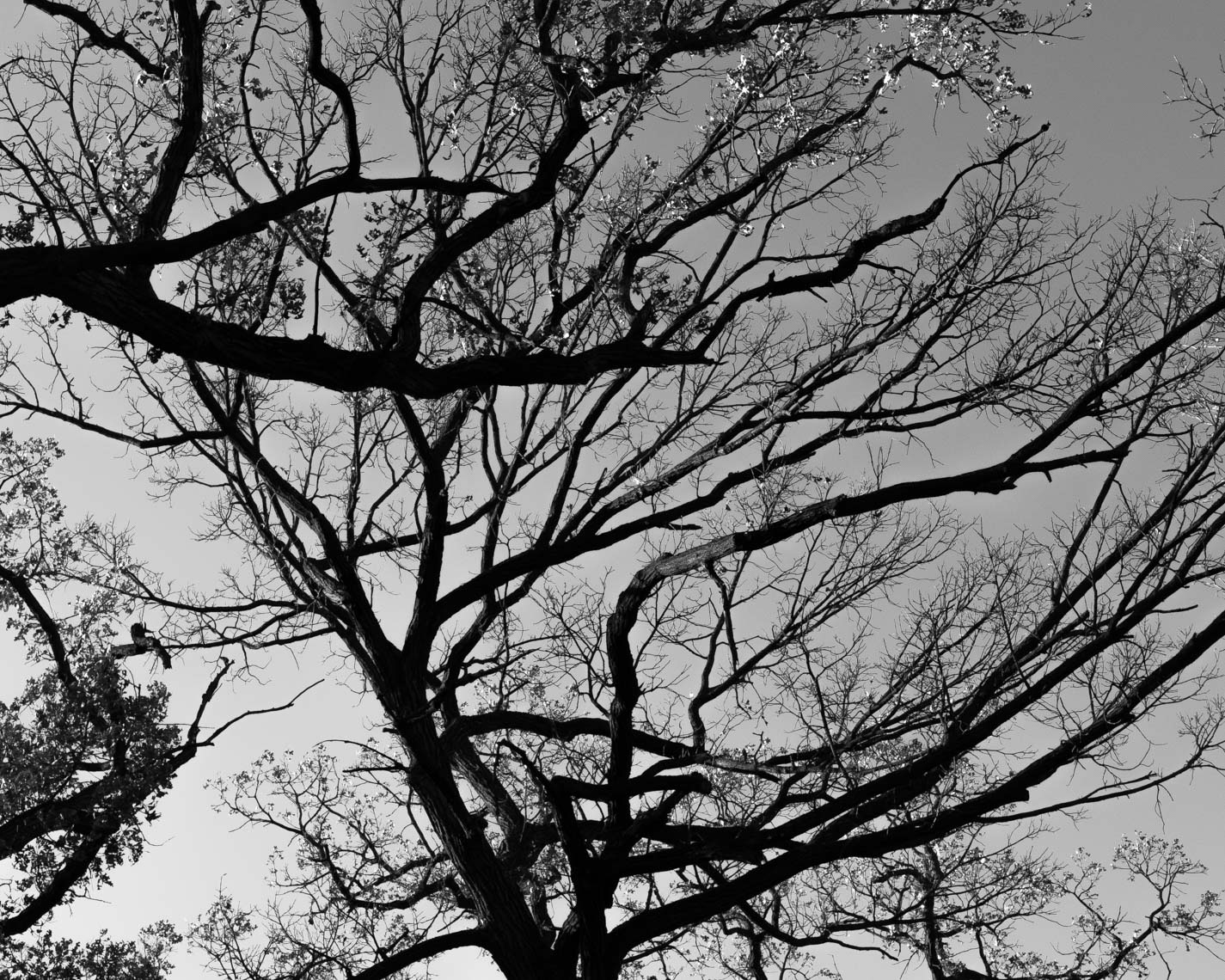 MontanaPhotojournalistFineArtBlackandWhitePhotographAbstract201707