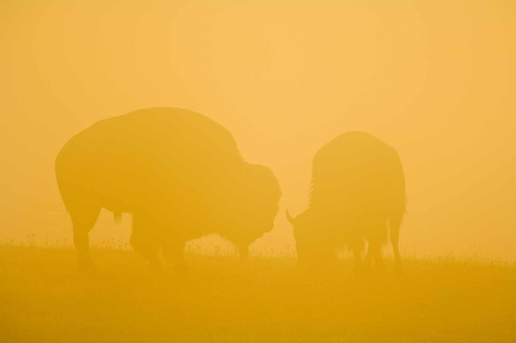 Yellowstone Photographer Thomas Lee - Landscape Wildlife 21